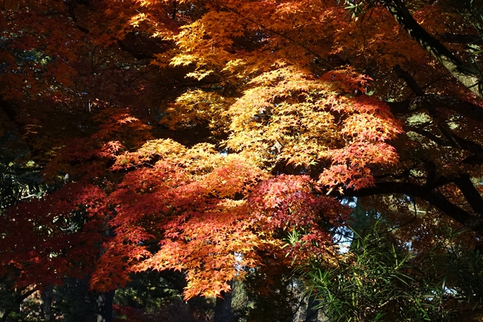 京都_紅葉情報_2019_15　京都御苑　No30