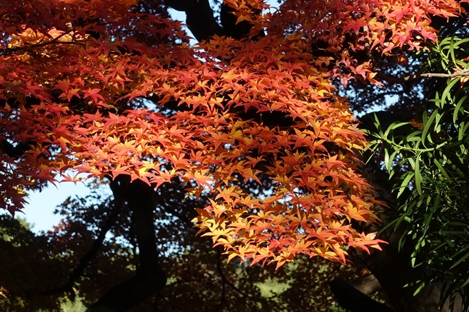 京都_紅葉情報_2019_15　京都御苑　No31