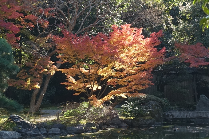 京都_紅葉情報_2019_15　京都御苑　No33