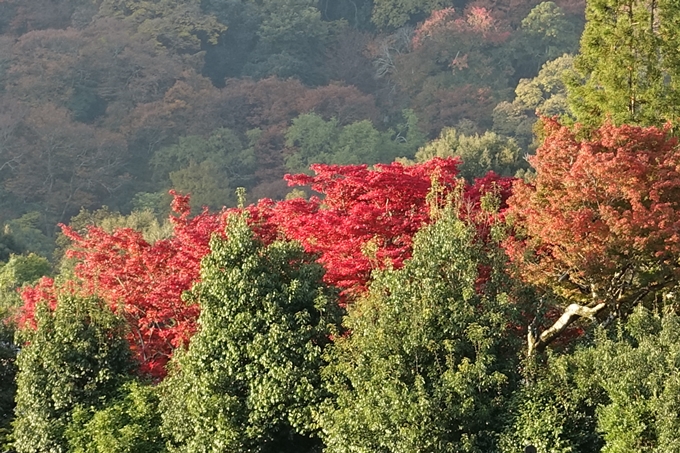 京都_紅葉情報_2019_16　嵯峨嵐山　No4