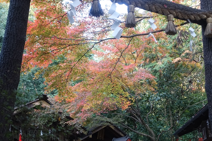 京都_紅葉情報_2019_16　嵯峨嵐山　No6