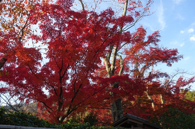 京都_紅葉情報_2019_16　嵯峨嵐山　No8