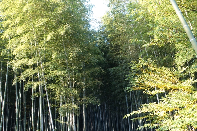 京都_紅葉情報_2019_16　嵯峨嵐山　No9