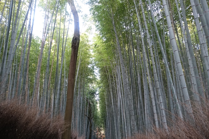 京都_紅葉情報_2019_16　嵯峨嵐山　No10