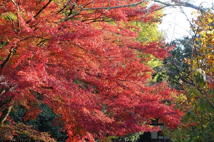 京都_紅葉情報_2019_16　嵯峨嵐山　No12