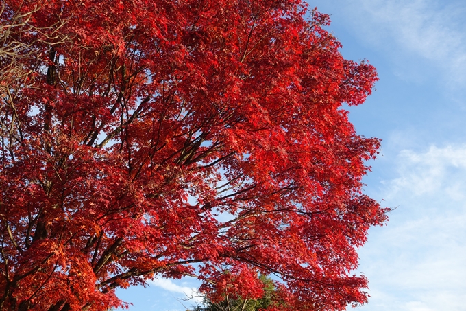 京都_紅葉情報_2019_16　嵯峨嵐山　No13