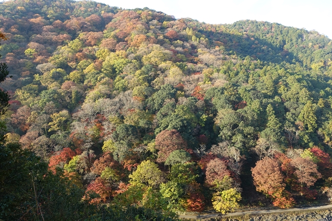 京都_紅葉情報_2019_16　嵯峨嵐山　No20