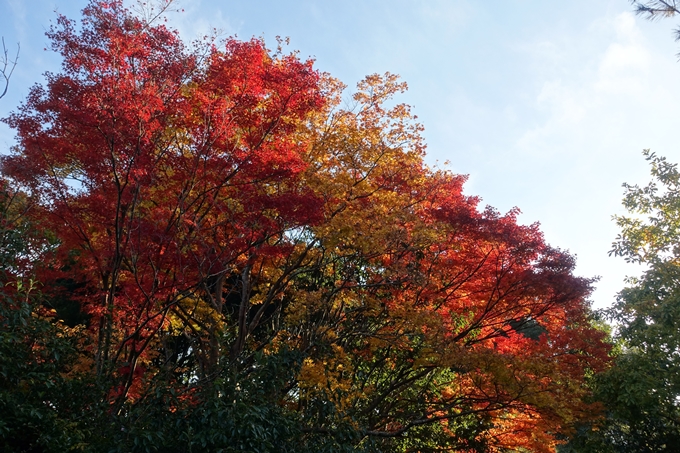 京都_紅葉情報_2019_16　嵯峨嵐山　No25