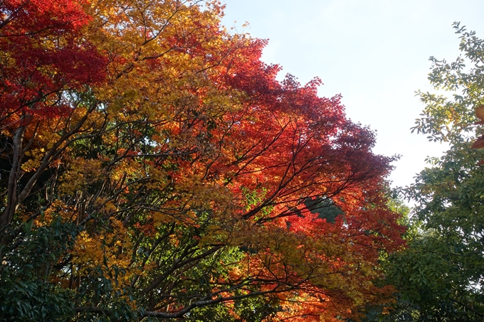 京都_紅葉情報_2019_16　嵯峨嵐山　No26