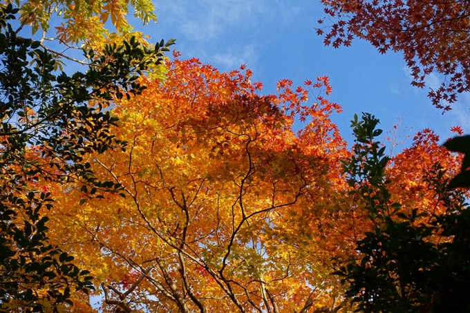 京都_紅葉情報_2019_16　嵯峨嵐山　No28