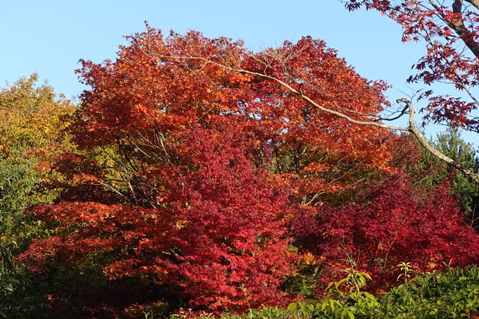 京都_紅葉情報_2019_16　嵯峨嵐山　No29