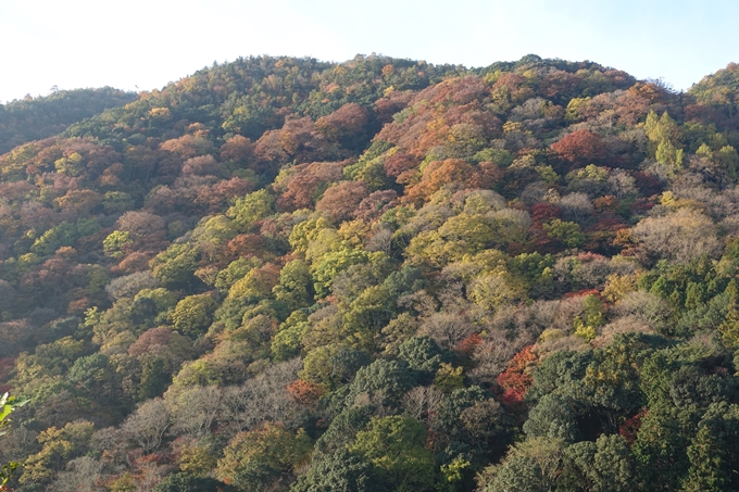 京都_紅葉情報_2019_16　嵯峨嵐山　No32