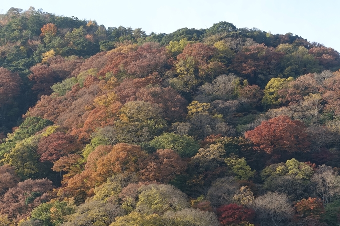 京都_紅葉情報_2019_16　嵯峨嵐山　No34