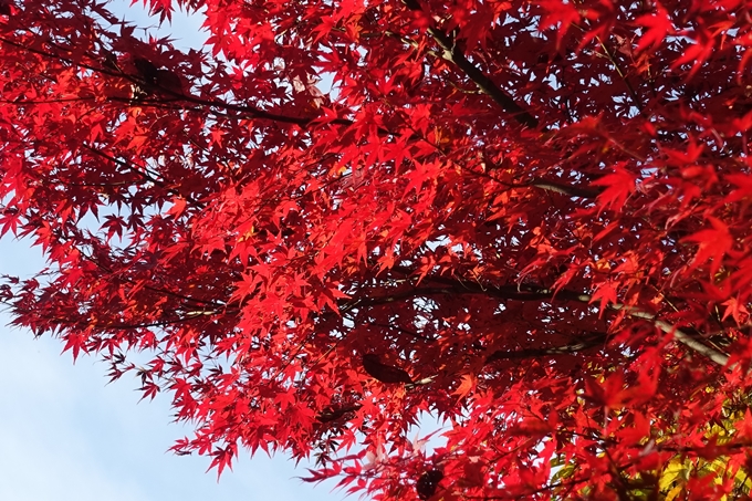 京都_紅葉情報_2019_16　嵯峨嵐山　No37