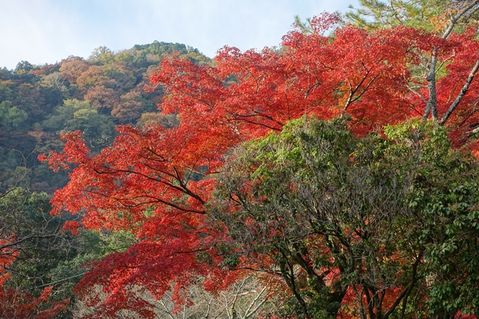 京都_紅葉情報_2019_16　嵯峨嵐山　No39