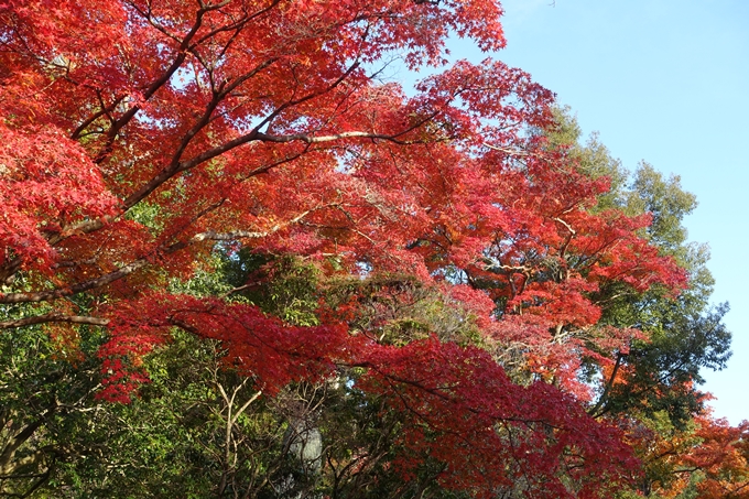 京都_紅葉情報_2019_16　嵯峨嵐山　No40