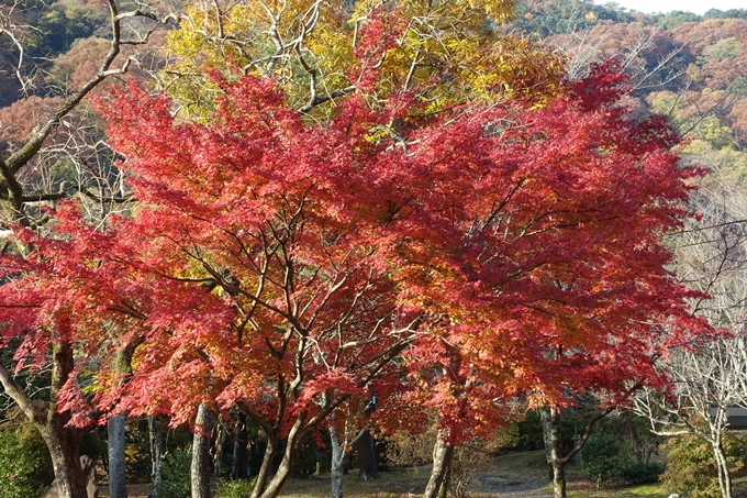 京都_紅葉情報_2019_16　嵯峨嵐山　No41