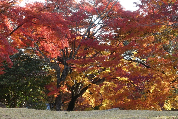 京都_紅葉情報_2019_16　嵯峨嵐山　No42