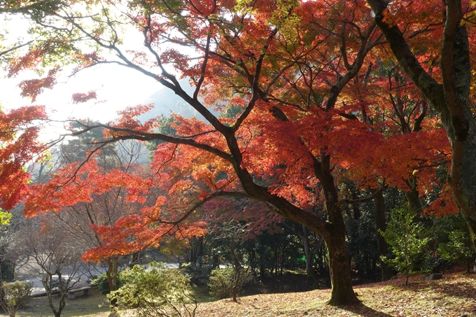 京都_紅葉情報_2019_16　嵯峨嵐山　No44