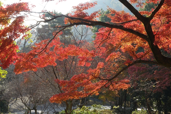 京都_紅葉情報_2019_16　嵯峨嵐山　No45