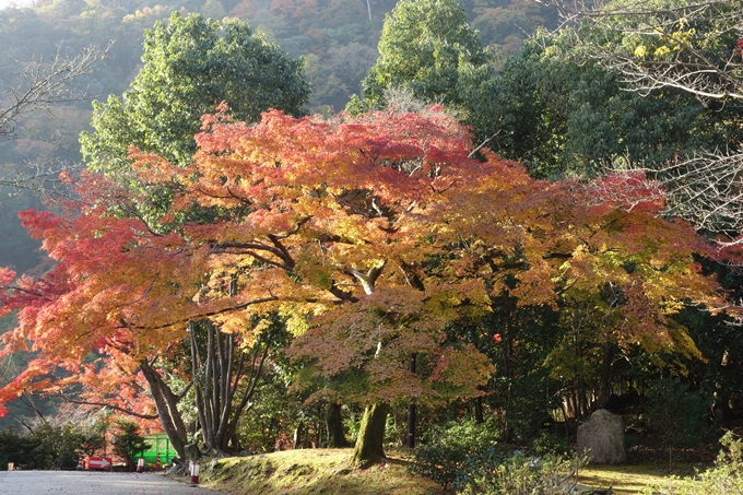 京都_紅葉情報_2019_16　嵯峨嵐山　No46