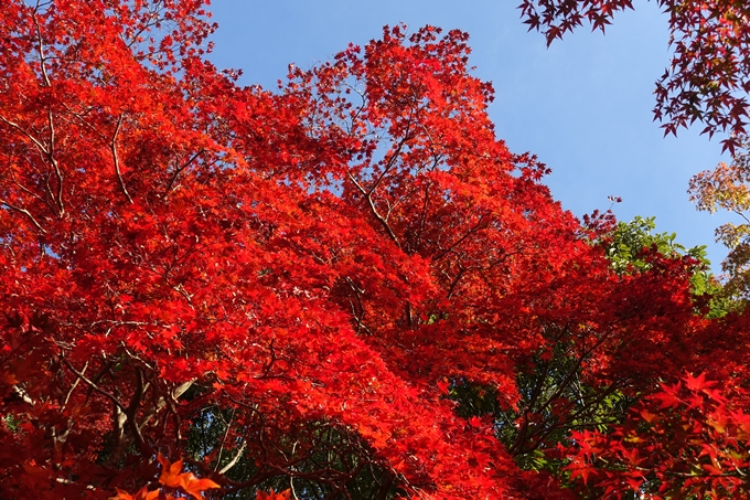 京都_紅葉情報_2019_16　嵯峨嵐山　No47