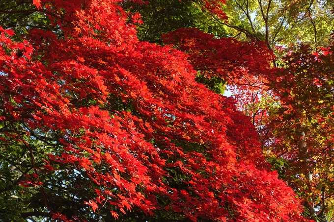 京都_紅葉情報_2019_16　嵯峨嵐山　No48