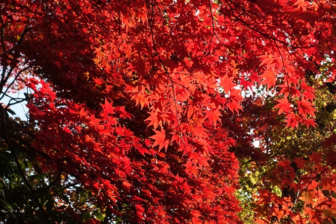 京都_紅葉情報_2019_16　嵯峨嵐山　No49