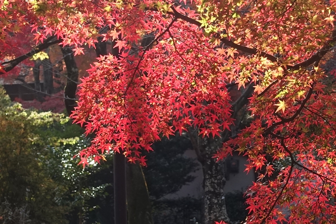 京都_紅葉情報_2019_16　嵯峨嵐山　No50