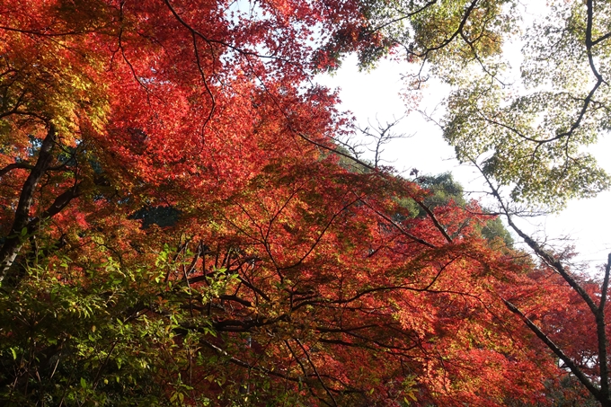 京都_紅葉情報_2019_16　嵯峨嵐山　No51