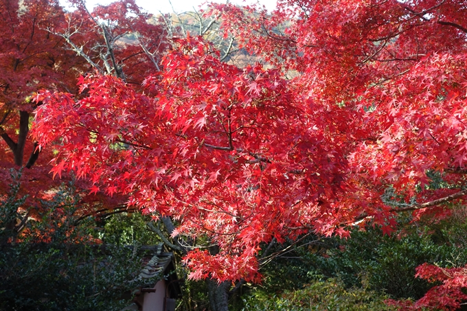 京都_紅葉情報_2019_16　嵯峨嵐山　No52