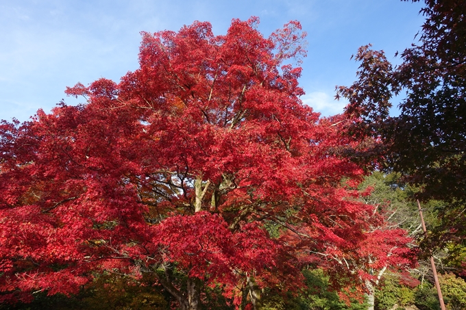 京都_紅葉情報_2019_16　嵯峨嵐山　No53