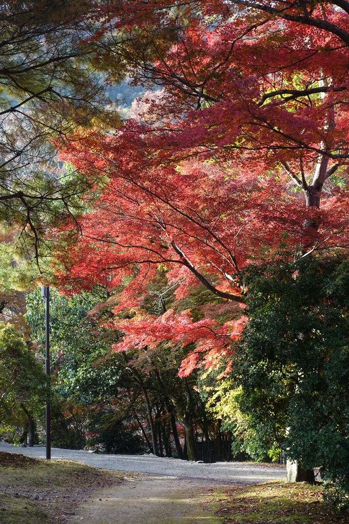 京都_紅葉情報_2019_16　嵯峨嵐山　No54