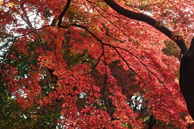 京都_紅葉情報_2019_16　嵯峨嵐山　No55