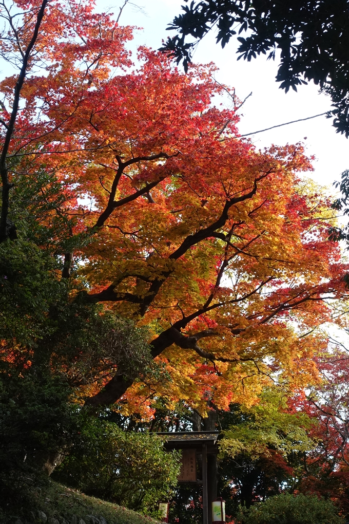 京都_紅葉情報_2019_16　嵯峨嵐山　No56