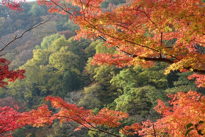 京都_紅葉情報_2019_16　嵯峨嵐山　No59