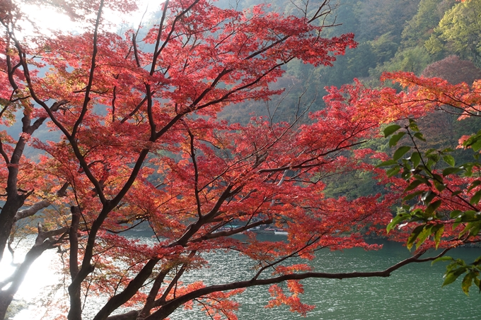 京都_紅葉情報_2019_16　嵯峨嵐山　No60