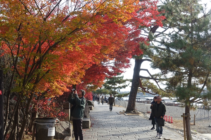 京都_紅葉情報_2019_16　嵯峨嵐山　No62