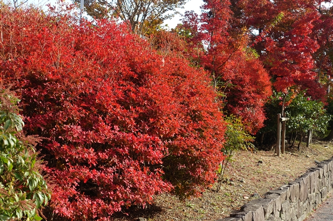 京都_紅葉情報_2019_16　嵯峨嵐山　No63