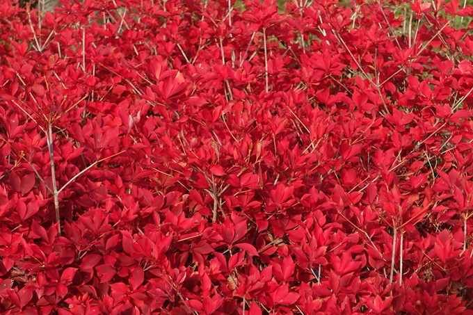 京都_紅葉情報_2019_16　嵯峨嵐山　No64