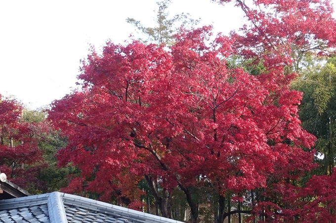 京都_紅葉情報_2019_16　嵯峨嵐山　No66