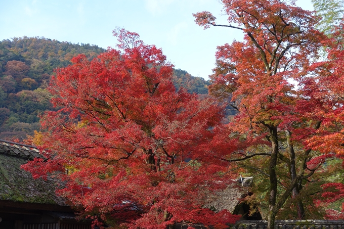 京都_紅葉情報_2019_16　嵯峨嵐山　No68