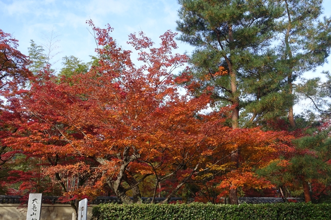 京都_紅葉情報_2019_16　嵯峨嵐山　No69