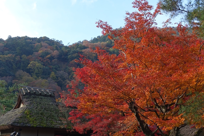 京都_紅葉情報_2019_16　嵯峨嵐山　No70