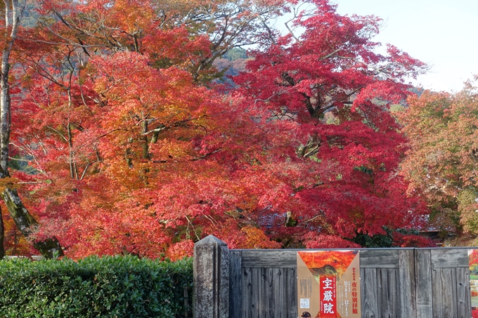 京都_紅葉情報_2019_16　嵯峨嵐山　No71