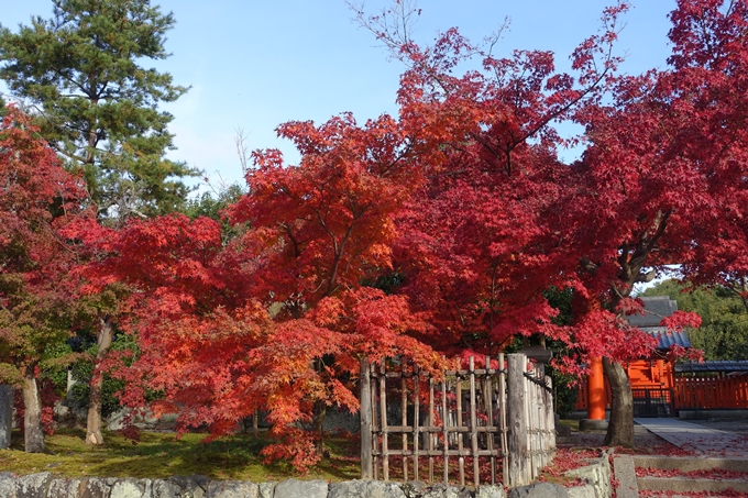 京都_紅葉情報_2019_16　嵯峨嵐山　No73