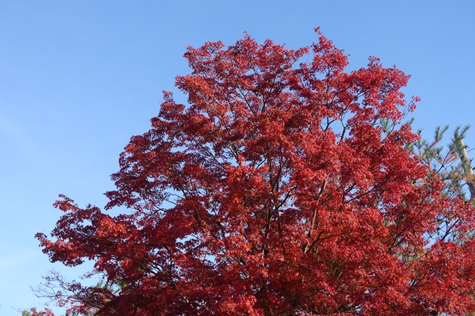 京都_紅葉情報_2019_16　嵯峨嵐山　No75