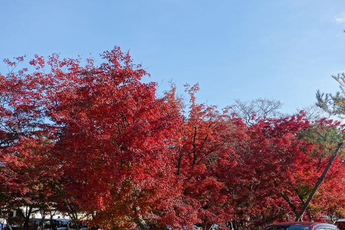 京都_紅葉情報_2019_16　嵯峨嵐山　No76