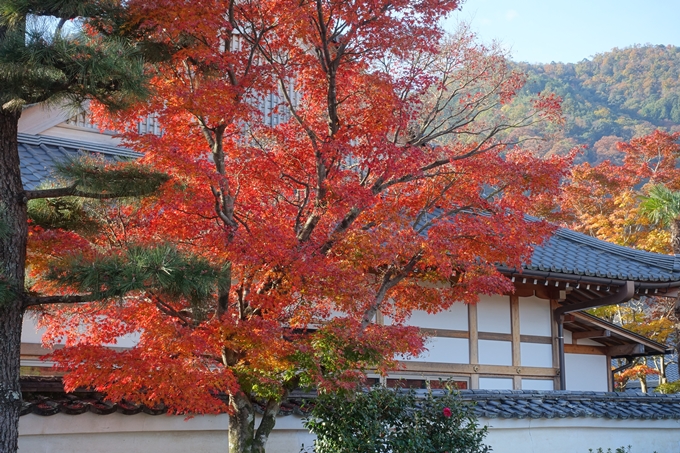 京都_紅葉情報_2019_16　嵯峨嵐山　No77