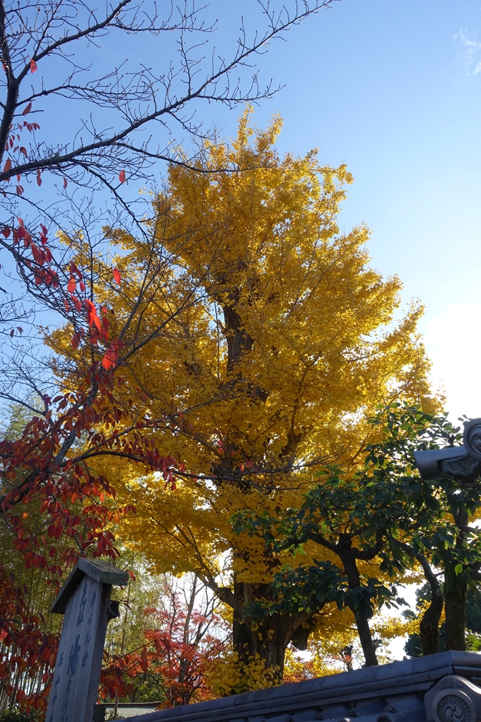 京都_紅葉情報_2019_16　嵯峨嵐山　No78